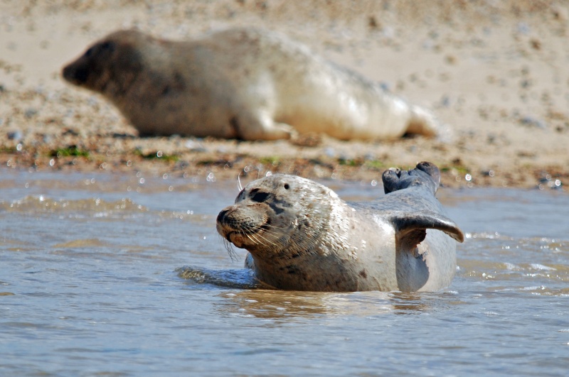 Common Seals - Common Seals