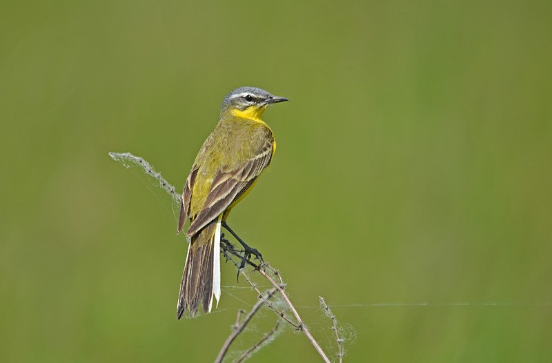 Blue-headed Wagtail - Hungary