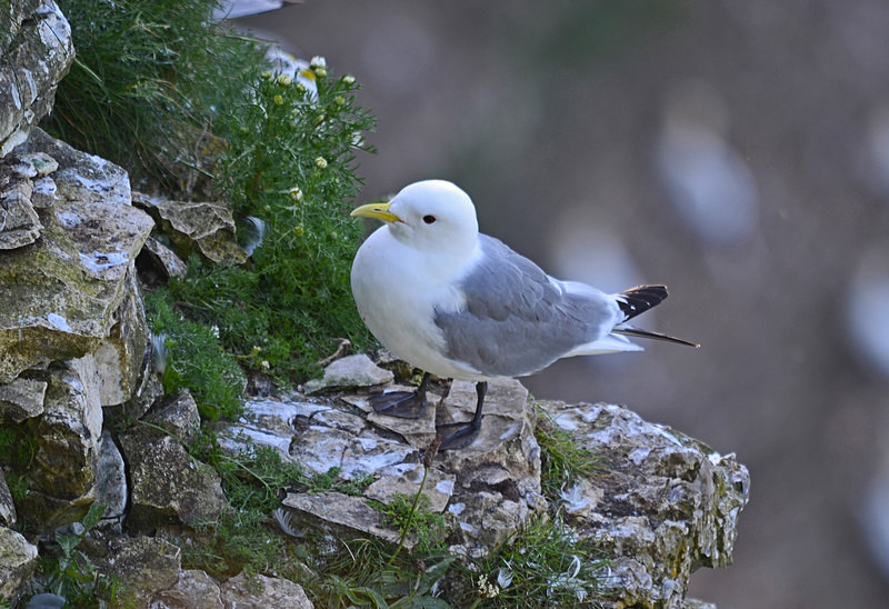 Kittiwake - Gulls