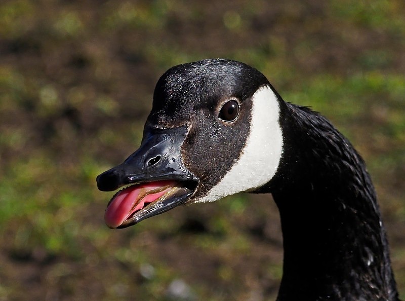 Canada Goose - Black geese