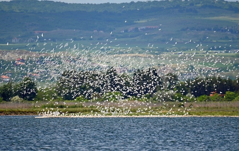 Sandwich Terns - Bulgaria