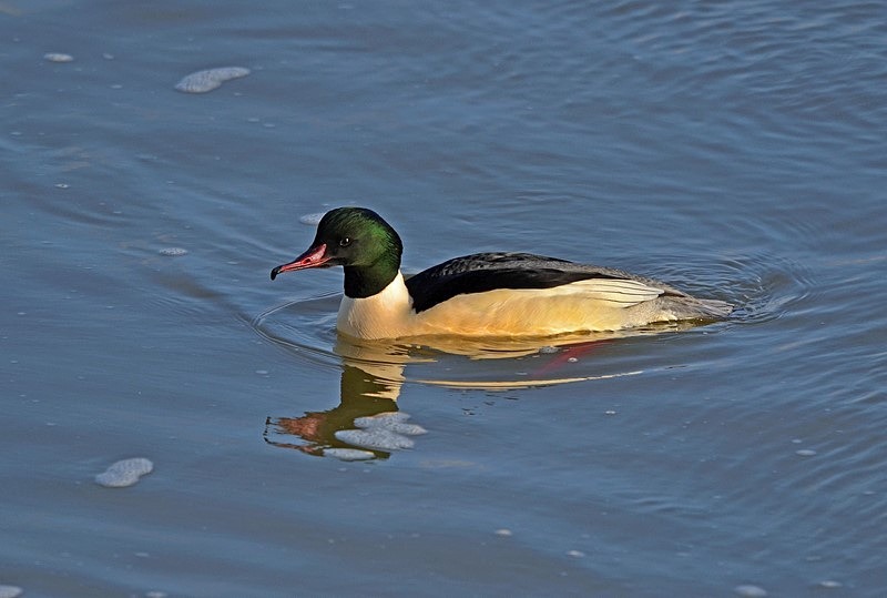 Goosander - Sawbills