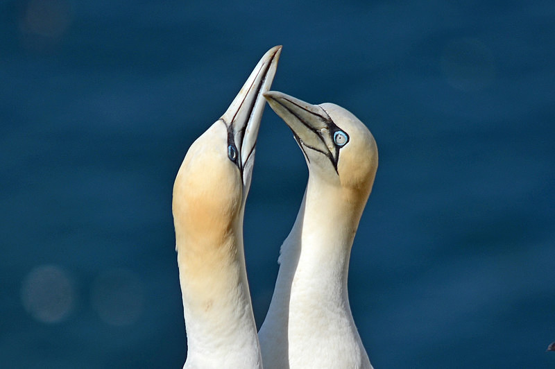 Gannets - Gannets