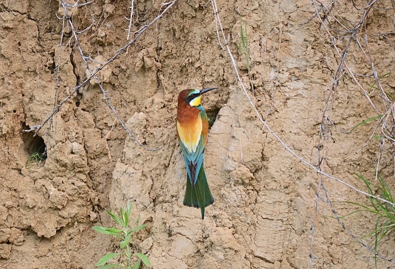 European Bee-eater - Bulgaria