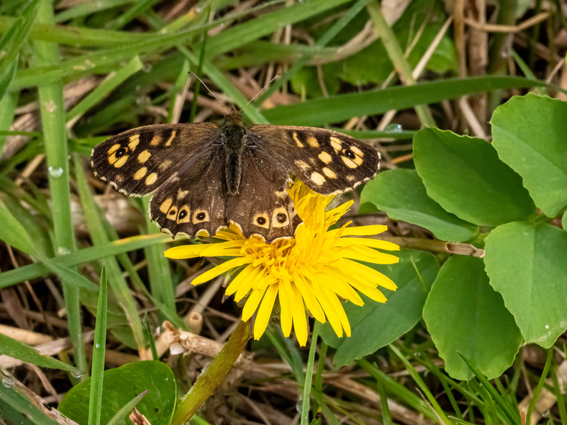 Speckled Wood - Latest photos