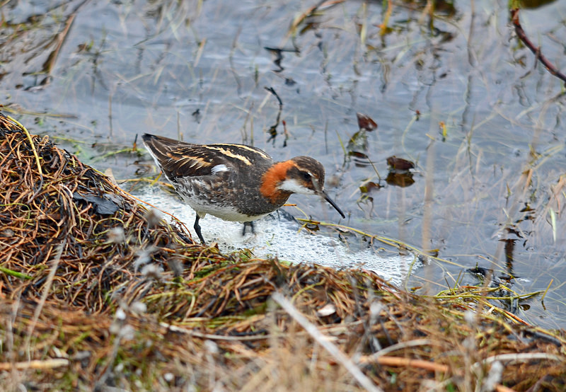 Red-necked Phalarope - North east Iceland