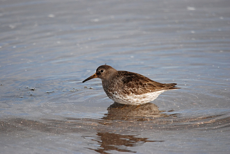 Purple Sandpiper - Norway