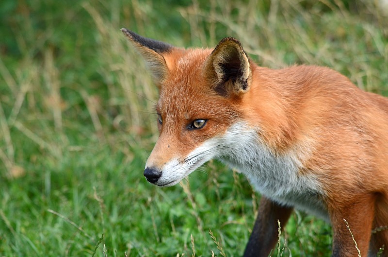 Red Fox - Red Fox