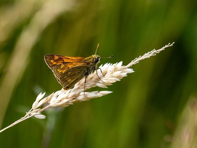 Large Skipper - Butterflies
