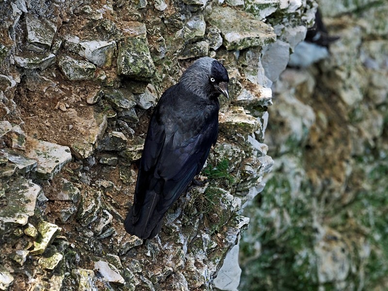 Jackdaw - Crows