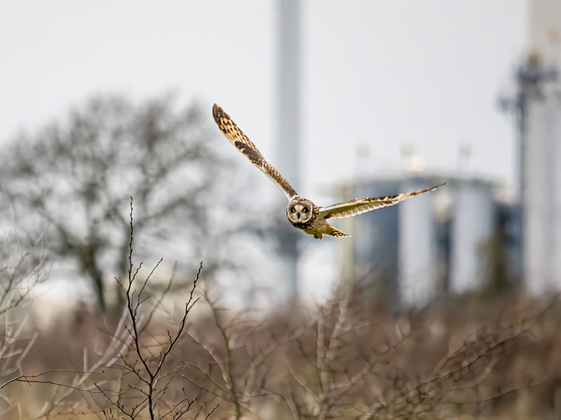 Short-eared Owl - Latest photos