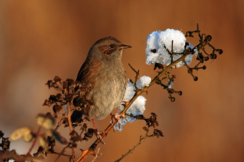 December 2009 - Dunnock - Photos of the month