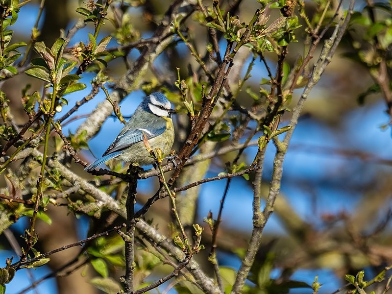 Blue Tit - Tits