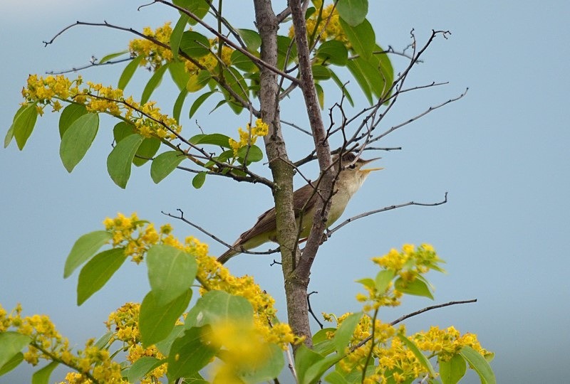 Eastern Olivaceous Warbler - Bulgaria