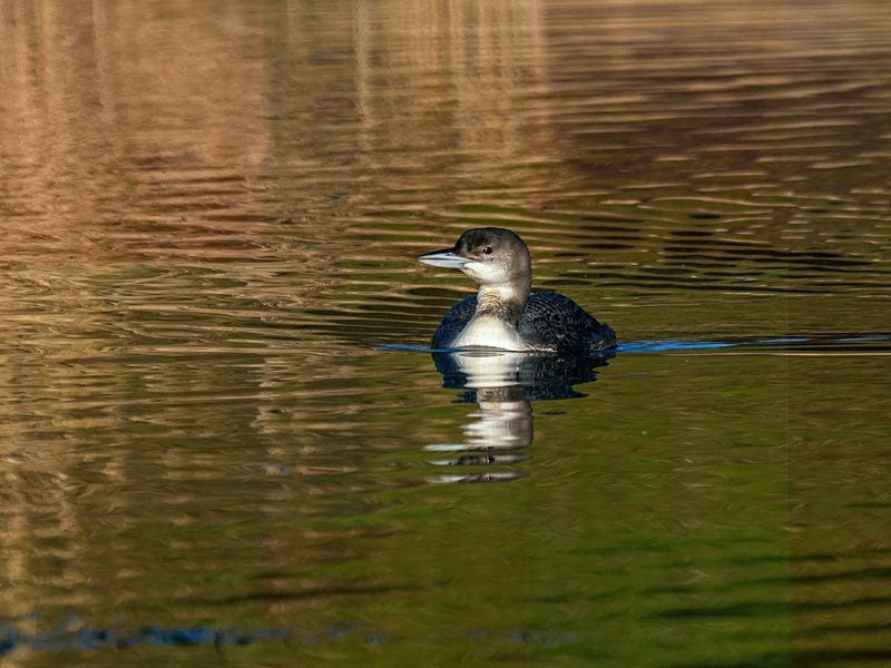 Great Northern Diver - Latest photos