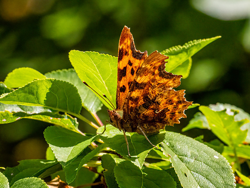 Comma - Latest photos