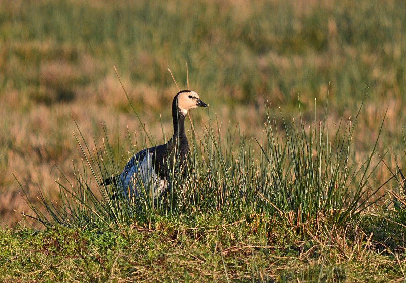 Barnacle Goose - Black geese