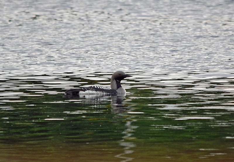 Black-throated Diver - Divers