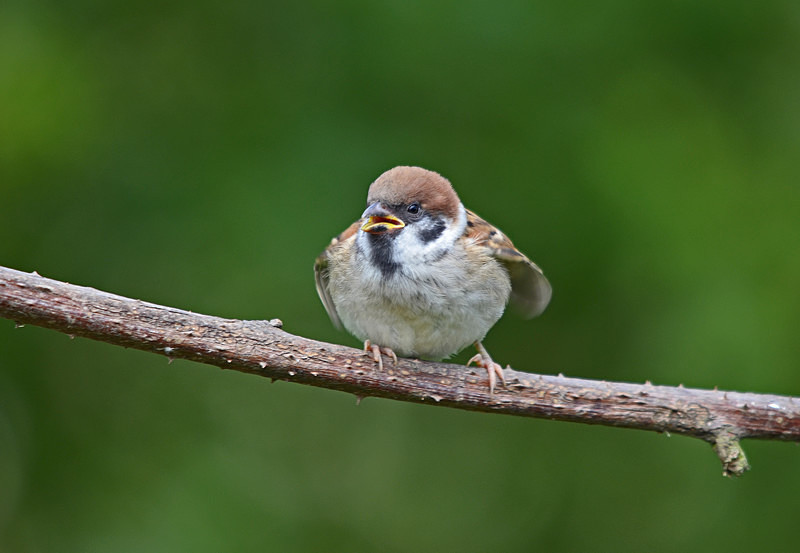 Tree Sparrow - Sparrows