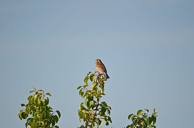 Corn Bunting - Hungary