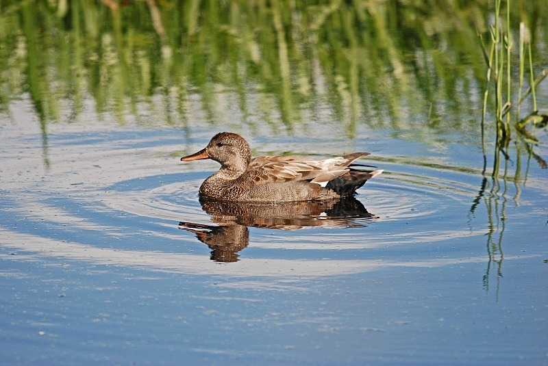 May 2007 - Gadwall - Photos of the month