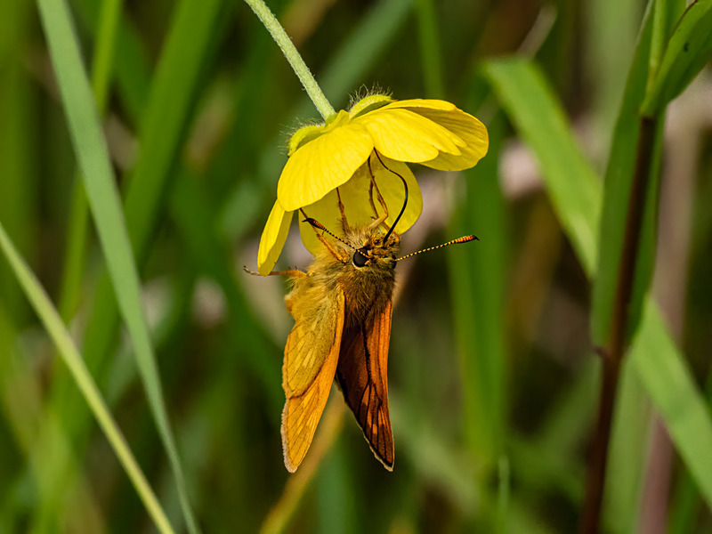 Large Skipper - Latest photos