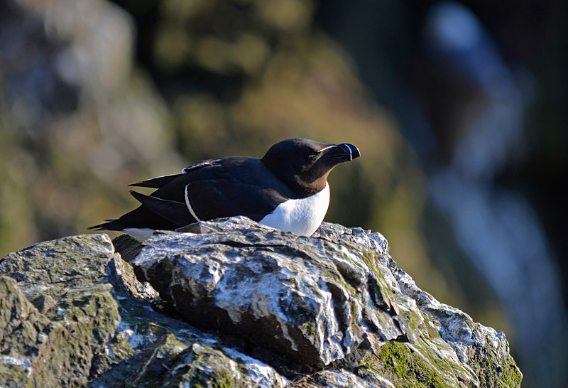 Razorbill - Westfjords
