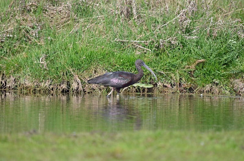 Glossy Ibis - Ibises