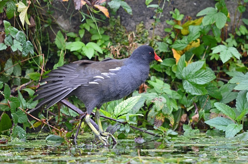 Moorhen - Crakes and rails