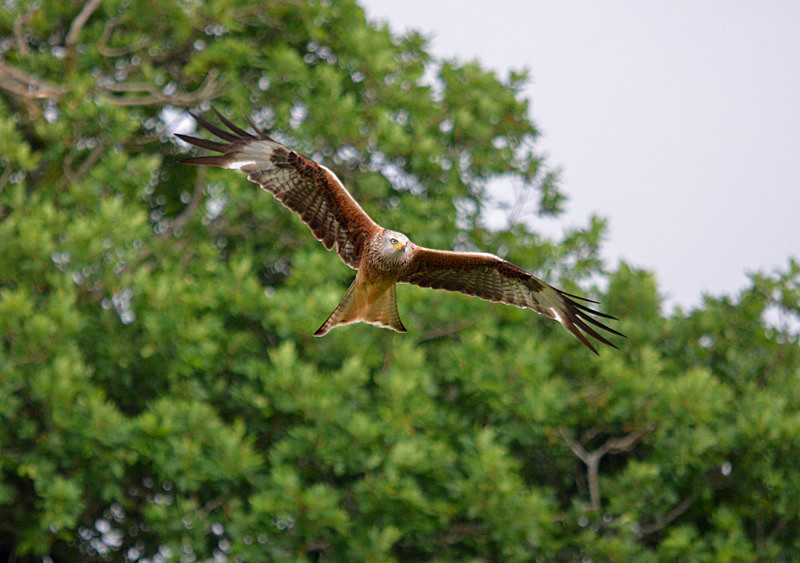 Red Kite - Birds of prey