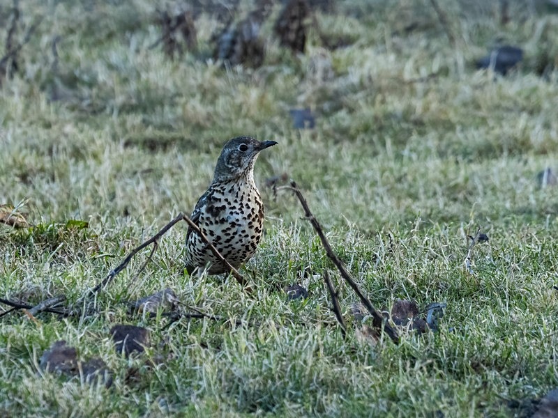Mistle Thrush - Thrushes