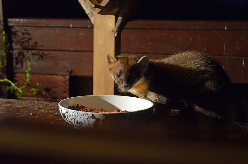 Pine Marten - Pine Martens