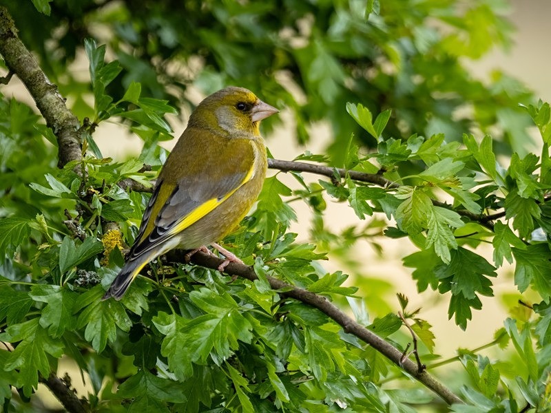 Greenfinch - Finches