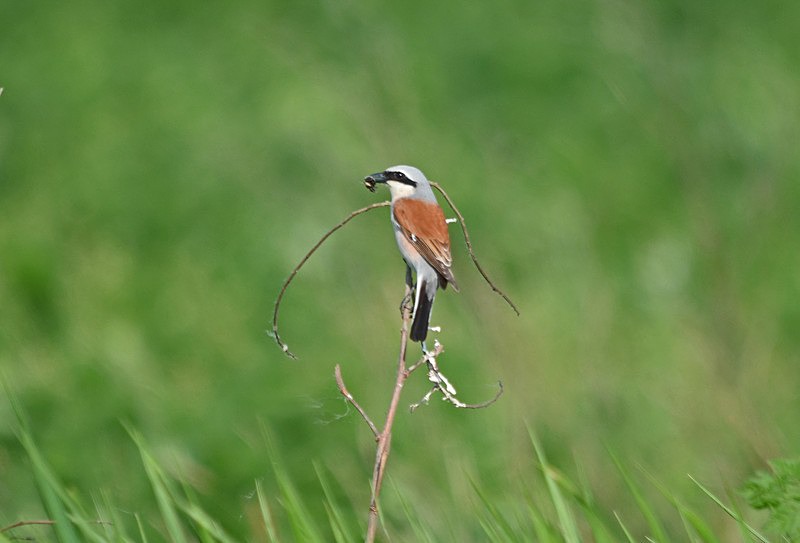 Red-backed Shrike - Hungary