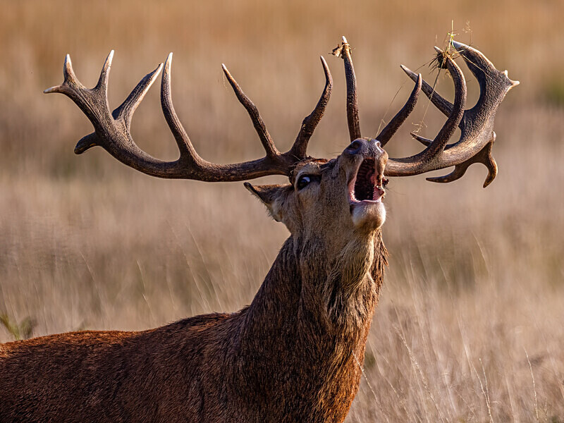 Red Deer - Latest photos