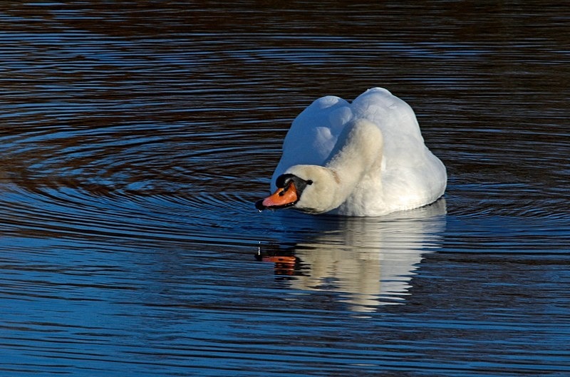 Mute Swan - Mute Swans