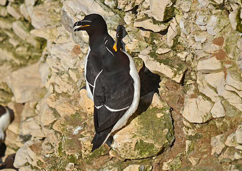 Razorbills - Auks