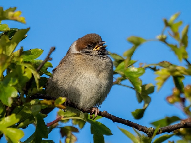 Juvenile Tree Sparrow - Sparrows
