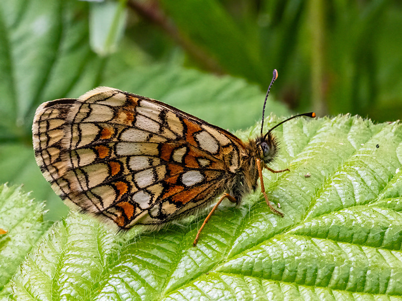 Heath Fritillary - Latest photos