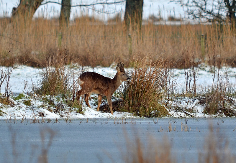 Roe Deer - Roe Deer