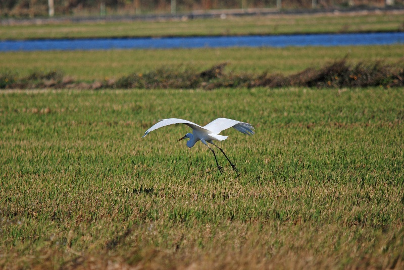 Great White Egret - Catalunya