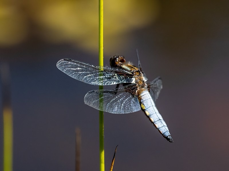 Broad-bodied Chaser - Dragonflies and damselflies