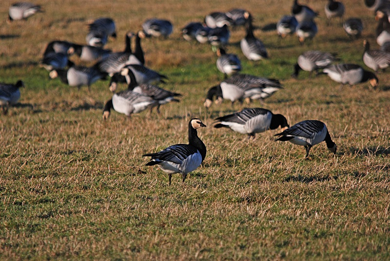 Barnacle Geese - Black geese