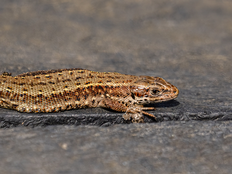 Common Lizard - Latest photos