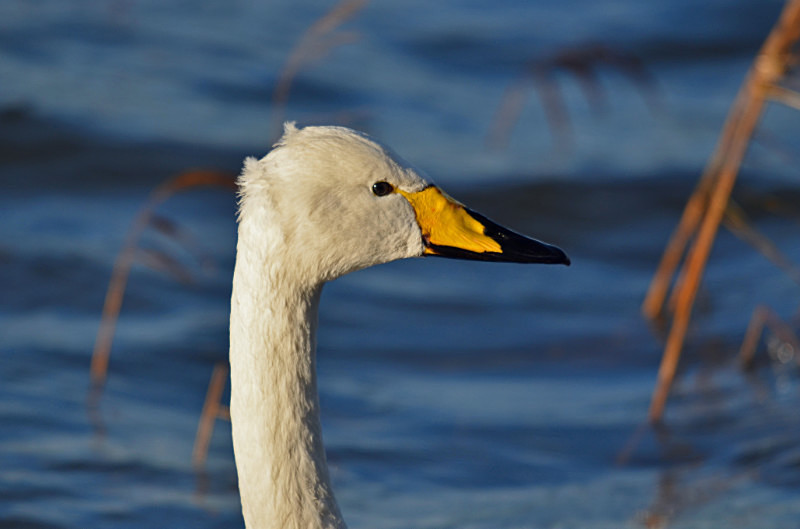 Whooper Swan - Whooper and Bewick's Swans