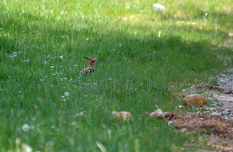 Hoopoe - West Macedonia