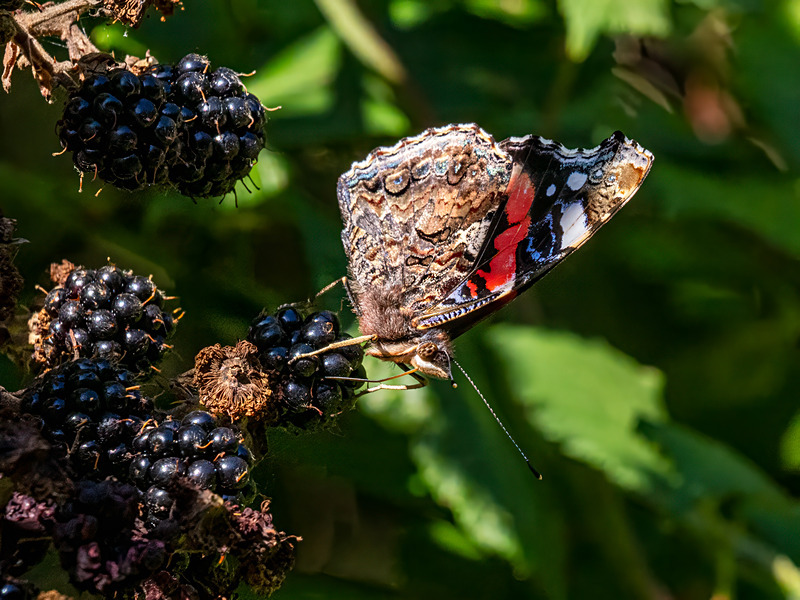 Red Admiral - Latest photos