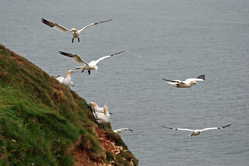 Gannets - Gannets