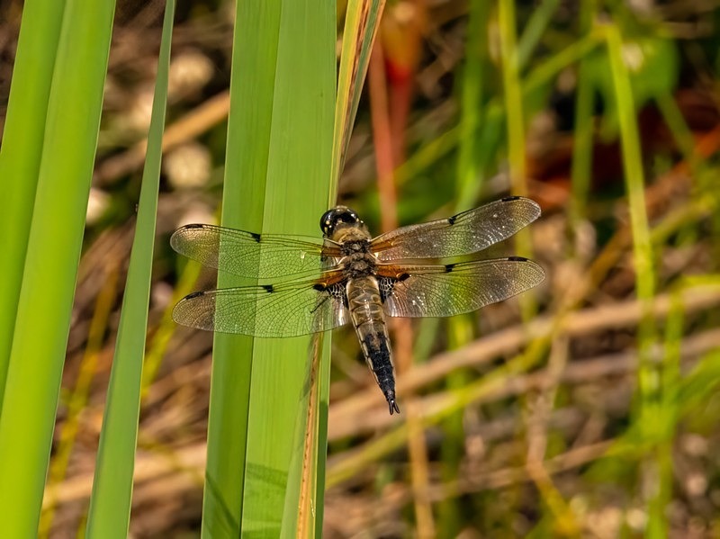 Four-spotted Chaser - Dragonflies and damselflies