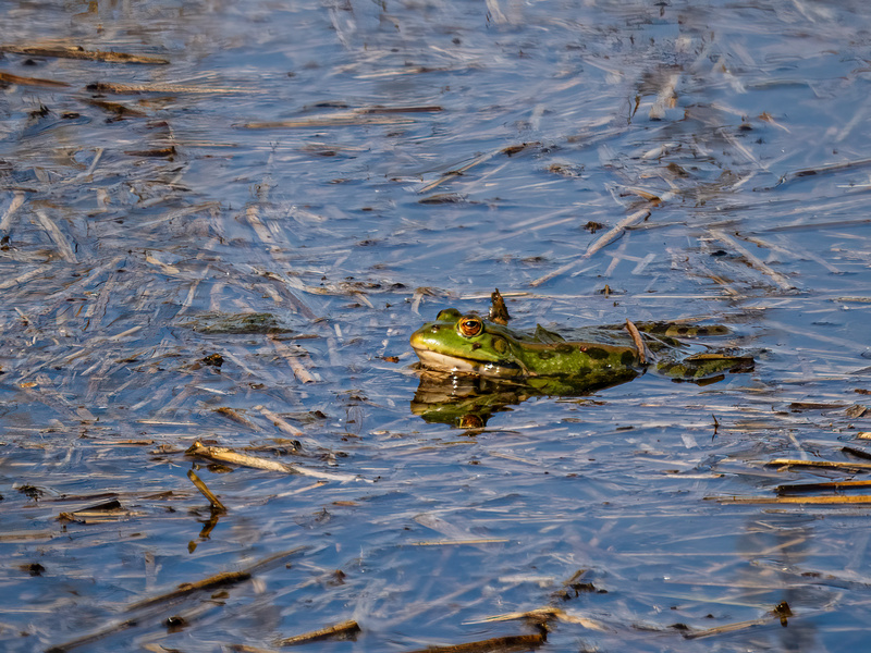 Marsh Frog - Latest photos